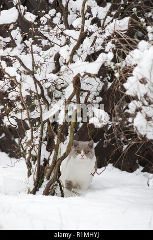 British Shorthair cat mimetizzata nella neve Foto Stock