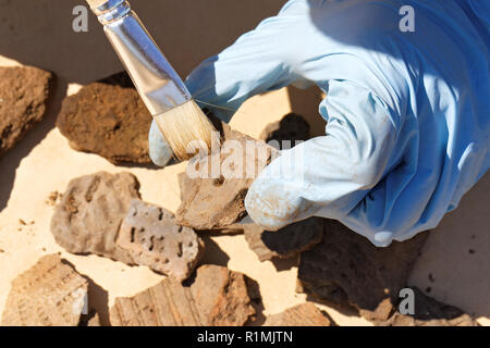 Archeologia: cancellazione di polvere da numerosi frammenti di terracotta medievale. La varietà di motivi incisi su argilla da un antico popolo Foto Stock