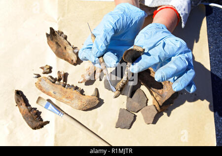 L archeologo cancella e confronta i reperti - le diverse ganasce e denti di orsi che vivono nel Medioevo in Siberia. Il focus sulla ganascia Foto Stock