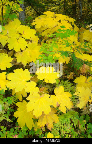 Devil's club le foglie in autunno, West Cascades Scenic Byway, Willamette National Forest, Oregon Foto Stock