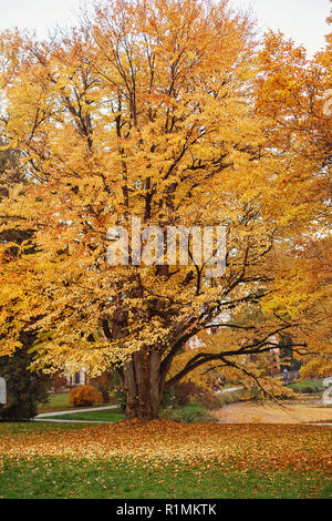 Giallo katsura tree (Cercidiphyllum japonicum) in autunno. In foglie di autunno odora di caramello o caramella di cotone Foto Stock