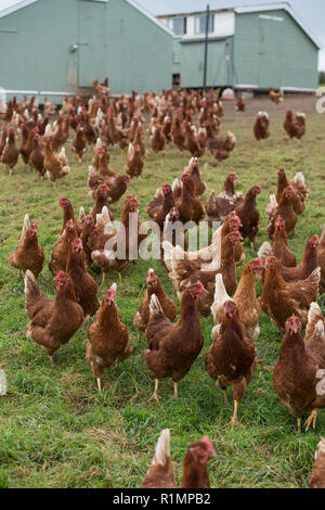 Scelta libera delle uova di galline ovaiole Foto Stock