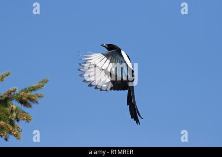Eurasian gazza / comune gazza (Pica pica) in volo lo sbarco in Pine Tree Top contro il cielo blu Foto Stock