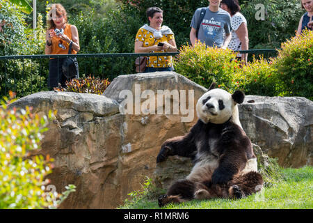 Panda gigante (Ailuropoda melanoleuca) in posa per turisti / i visitatori in zoo a ZooParc de Beauval, Francia Foto Stock