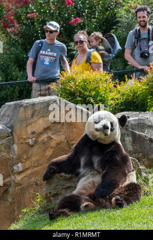 Visitatori / turisti guardando il panda gigante (Ailuropoda melanoleuca) nel giardino zoologico a ZooParc de Beauval, Francia Foto Stock