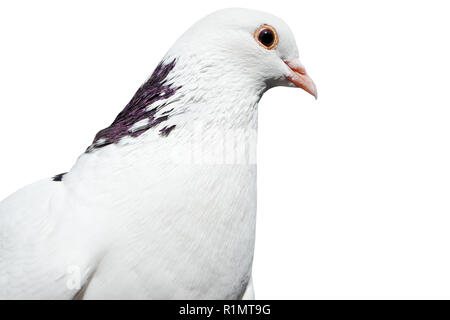 Colomba isolato su uno sfondo bianco Foto Stock