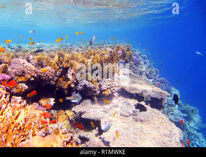 Coralli e pesci nel mare rosso Foto Stock