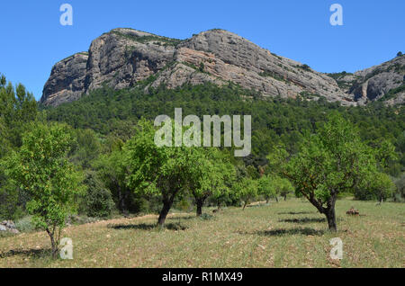 Gli oliveti tradizionali vicino a Arnes (Terres de l'Ebre), ai piedi della collina di porte Els massiccio montuoso, la Catalogna Foto Stock