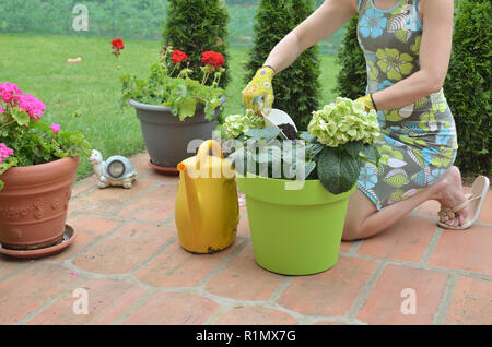 Donna aggiunta di fertilizzazione del suolo in una pentola con lussureggianti fiori in un vaso verde Foto Stock