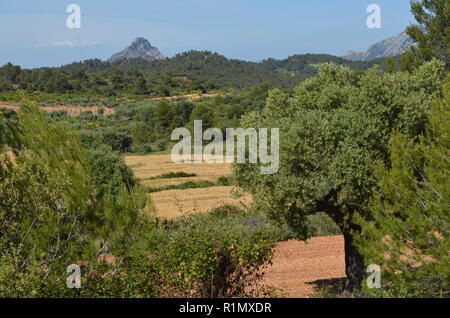 Gli oliveti tradizionali vicino a Arnes (Terres de l'Ebre), ai piedi della collina di porte Els massiccio montuoso, la Catalogna Foto Stock