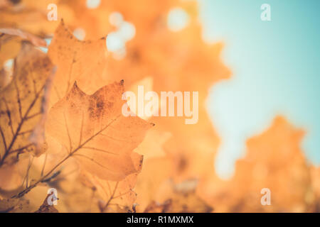 Stagione di belle foglie di autunno Foto Stock