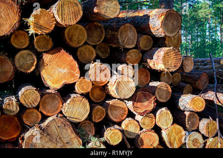 Una pila di segato di fresco i registri di pino in corrispondenza del bordo della foresta Foto Stock