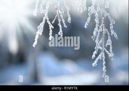 La neve e il gelo coperto birch rami di alberi Foto Stock