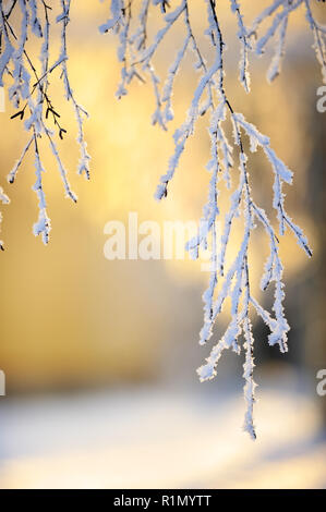 Coperto di brina betulla (Betula pendula) si dirama nel paesaggio invernale retroilluminazione dal basso angolo sun. Messa a fuoco selettiva e profondità di campo. Foto Stock