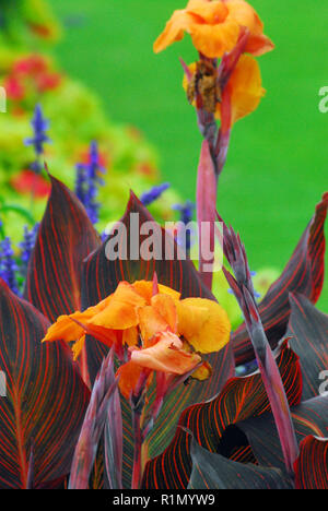 Un giardino inglese a Londra con splendidamente colorate arancio esotici Gladiolus e altri contrastanti fioriture colorate. Foto Stock