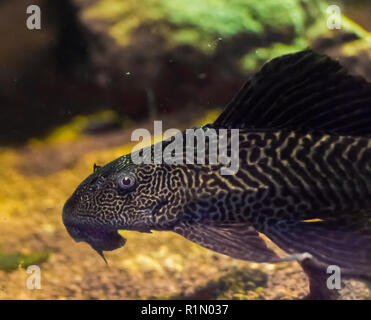 Abitante di fondo suckermouth tiger pesce gatto noto anche come comuni pleco tropcial un acquario di pesci pet da america del sud Foto Stock