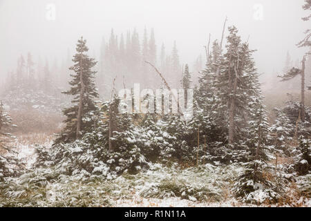 Coperta di neve alberi, Logan pass, andando a Sun Road, il Glacier National Park Montana Foto Stock