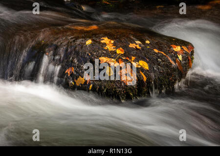 Foglie di autunno abbarbicato su una roccia nel fiume Oconaluftee, Great Smoky Mountains National Park, North Carolina Foto Stock