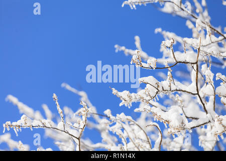 Congelate in ghiaccio rami di alberi Foto Stock