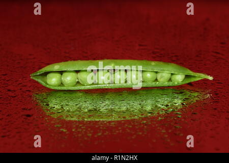 Un pea pod su uno sfondo di colore rosso. Foto Stock