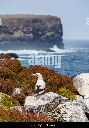 Nazca booby(Sula granti), Punta Suarez, Espanola o Cappa isola, Galapagos, Ecuador Foto Stock