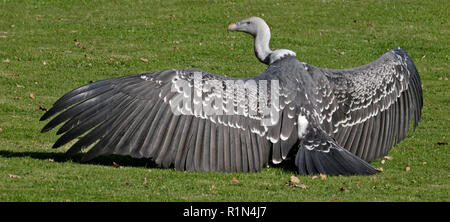 Ruppells Vulture (gyps rueppelli) Foto Stock