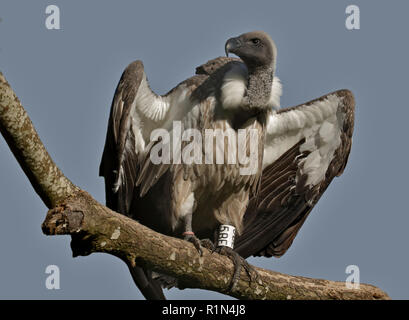 Ruppells Vulture (gyps rueppelli) Foto Stock
