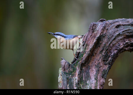 Picchio muratore Sitta europaea con un nero semi di girasole nel suo becco e si appollaia su un vecchio nodose ceppo di albero Foto Stock