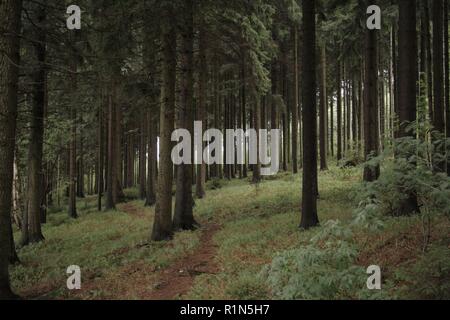 Erzgebirgischer Wald bei Zwönitz im Sommer. Foto Stock