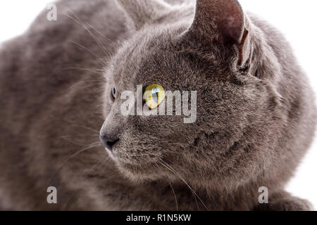 Ritratto di gatto senza razza. Un semplice gatto grigio Foto Stock