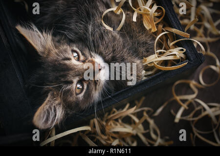 Gatto sdraiato in segatura. Funny kitty grigio Foto Stock