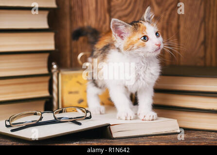 Il gatto si erge sul libro e guarda al lato destro Foto Stock