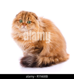 Animale, cat, concetto di pet - Scottish Fold cat Foto Stock