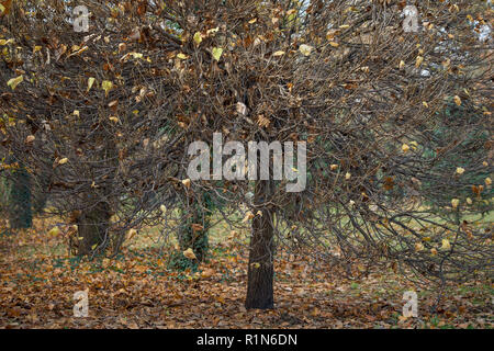 Parco Szczytnicki in autunno Wroclaw Bassa Slesia Polonia Foto Stock