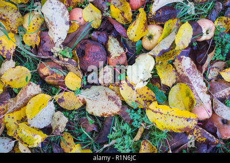 Colori d'autunno di foglie e di marciume mele sul terreno in un frutteto Foto Stock