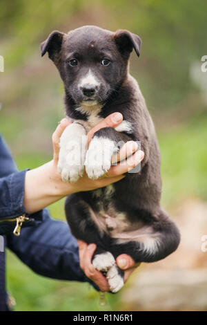 Una femmina di veterinario aiuta un cane randagio. La guida per i senzatetto animali. Foto Stock