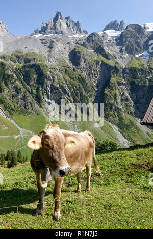Mucca marrone che pascolano in Furenalp su Engelberg sulle alpi svizzere Foto Stock