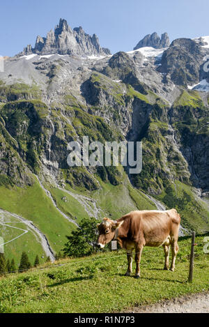 Mucca marrone che pascolano in Furenalp su Engelberg sulle alpi svizzere Foto Stock