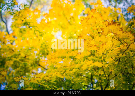 Colorato fogliame di autunno. Alberi e giallo, arancio foglie. Rilassante sullo sfondo della natura stagionale Foto Stock