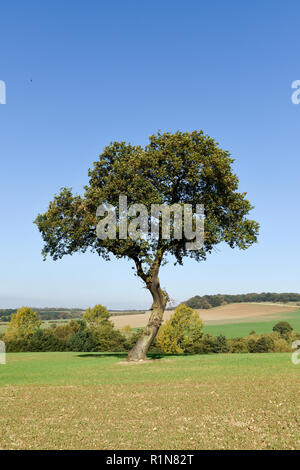 Inglese Quercia nel Nottinghamshire campagna inizio autunno, UK (Quercus robur). Foto Stock