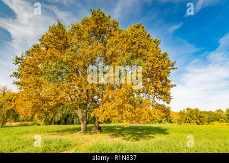 Panorama. Lonely bellissima autumn tree. Paesaggio autunnale. Rilassante paesaggio autunnale, erba verde prato e colorati cadono le foglie Foto Stock