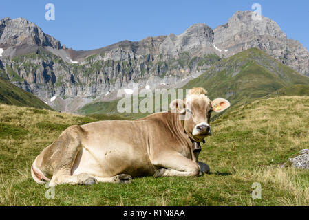 Mucca marrone che pascolano in Furenalp su Engelberg sulle alpi svizzere Foto Stock