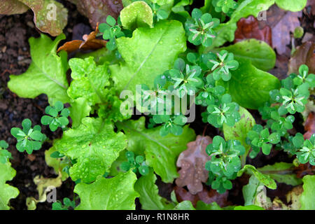 La lattuga invernale in crescita in un orto plot in novembre nelle zone rurali del Galles UK KATHY DEWITT Foto Stock