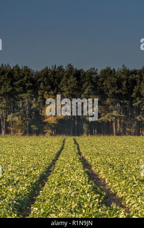 Il pneumatico del trattore le vie attraverso un campo di colture con una riga o linea di alberi ed un cielo blu chiaro nella campagna di Norfolk. Foto Stock