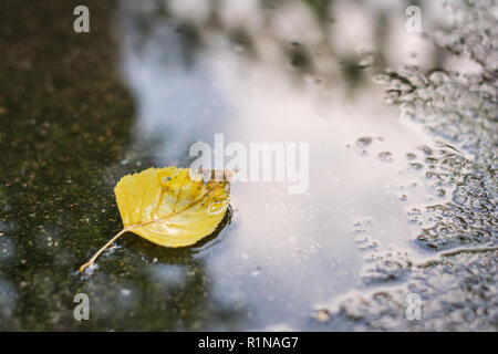 Giallo caduto foglie di betulla isolato in una pozzanghera dopo la giornata di pioggia Foto Stock