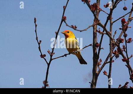 Western Tanager, Piranga ludoviciana, - il nido in foreste di conifere del nord e le alte montagne. Foto Stock