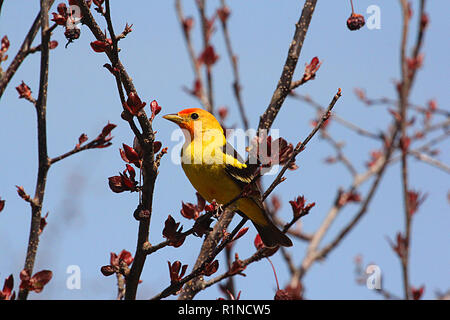 Western Tanager, Piranga ludoviciana, - il nido in foreste di conifere del nord e le alte montagne. Foto Stock