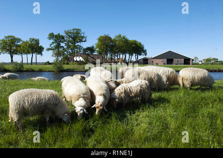 Gruppo di pecore al pascolo su una diga accanto al canale con la fattoria in background nei Paesi Bassi Foto Stock