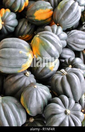 Raccolta di Acorn Squash Riempimento immagine Foto Stock