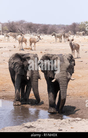 Fauna africana, Africa viaggio; - l'Elefante, Kudu zebre e impala - varietà di animali selvatici a Waterhole, il Parco Nazionale di Etosha, Namibia Africa Foto Stock